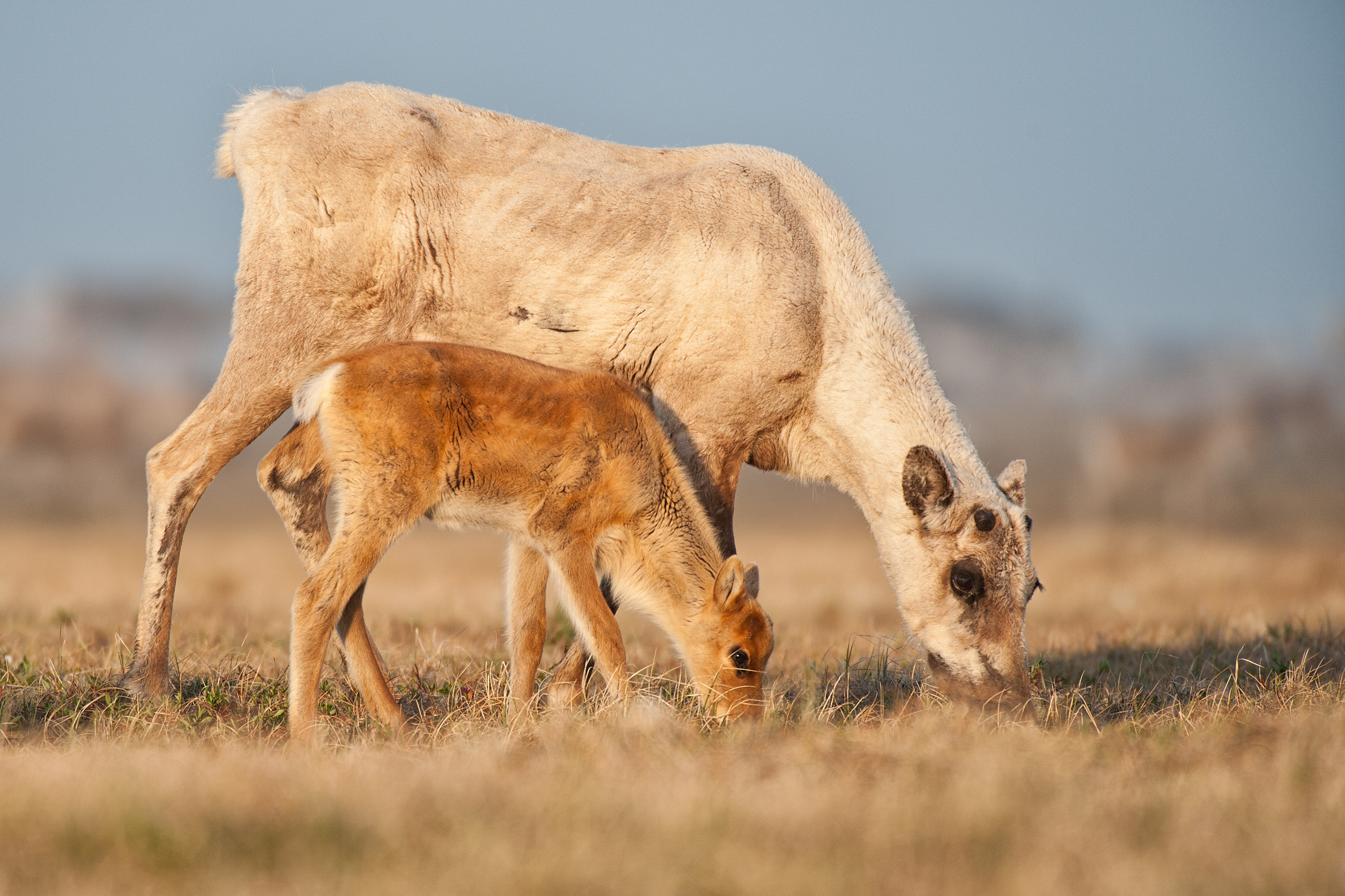 porcupine caribou