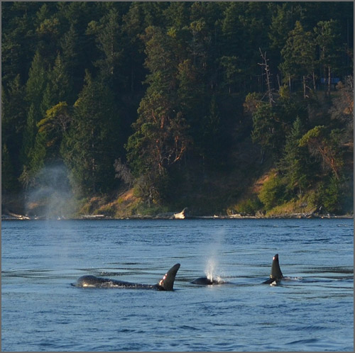 From Laggard to Leader? Canada’s renewed focus on protecting nature could deliver results