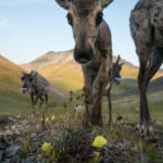 Canada unites to protect the porcupine caribou herd