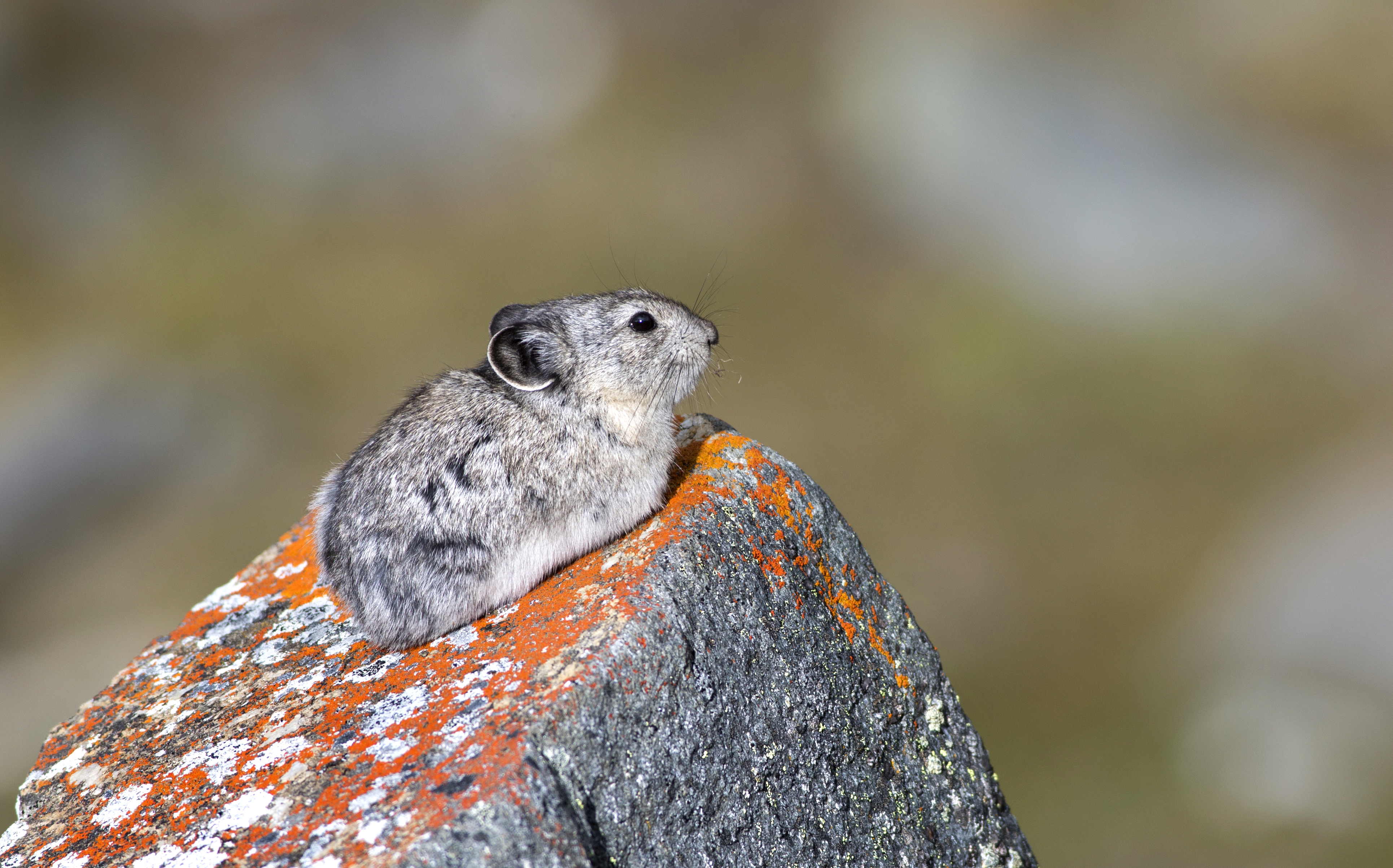 Species at Risk