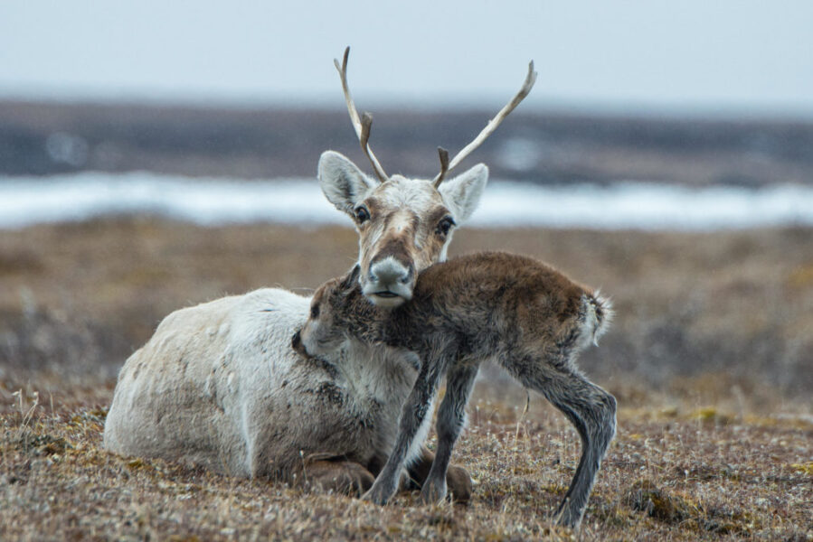 caribouandcalf