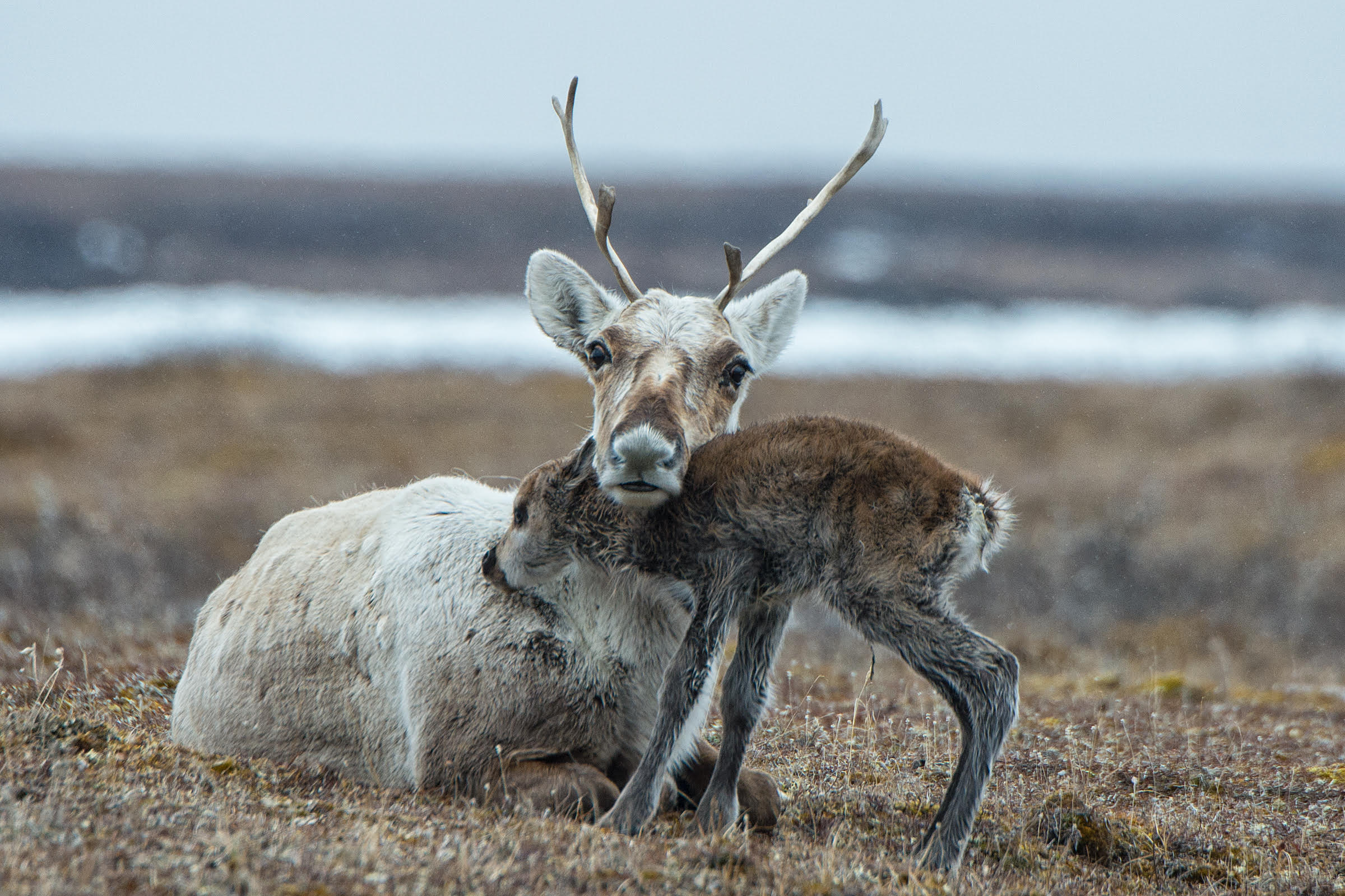 Porcupine caribou and calf by Peter Mather