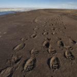 The U.S. Government wants to drill into the Arctic Refuge. We drilled into its environmental review.
