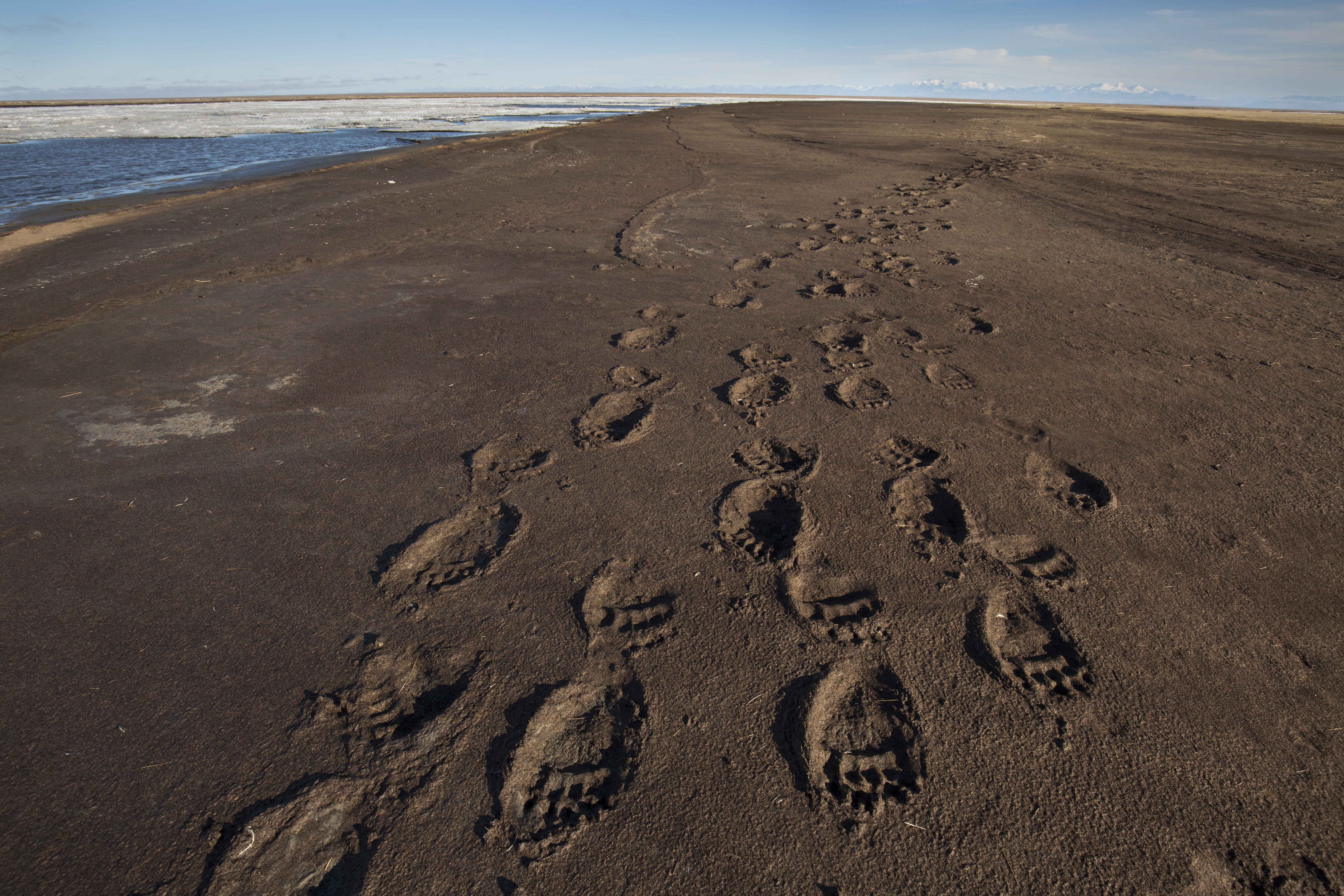 Grizzly Bear Tracks - Malkolm Boothroyd