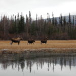 Developing a much needed wetland policy