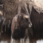 The Arctic Refuge needs your voice. Here we go again.