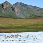 I read the Draft Environmental Impact Statement on drilling in the Arctic Refuge, so you don’t have to.