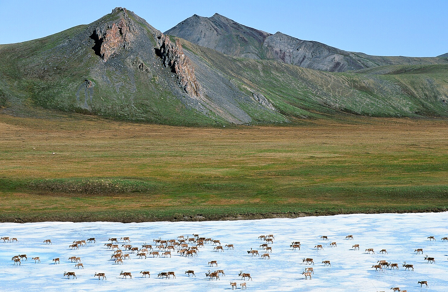 caribou on ice - Ken Madsen