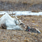 A History of Collaboration and its Role in Protecting the Arctic Refuge