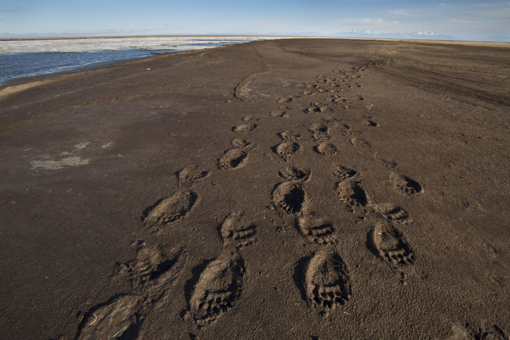 Grizzly Bear tracks along the Beaufort Sea shore. The Arctic Refuge is home to black, grizzly, and polar bears. Photo by Malkolm Boothroyd