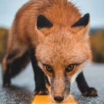 Canada’s Nature Emergency