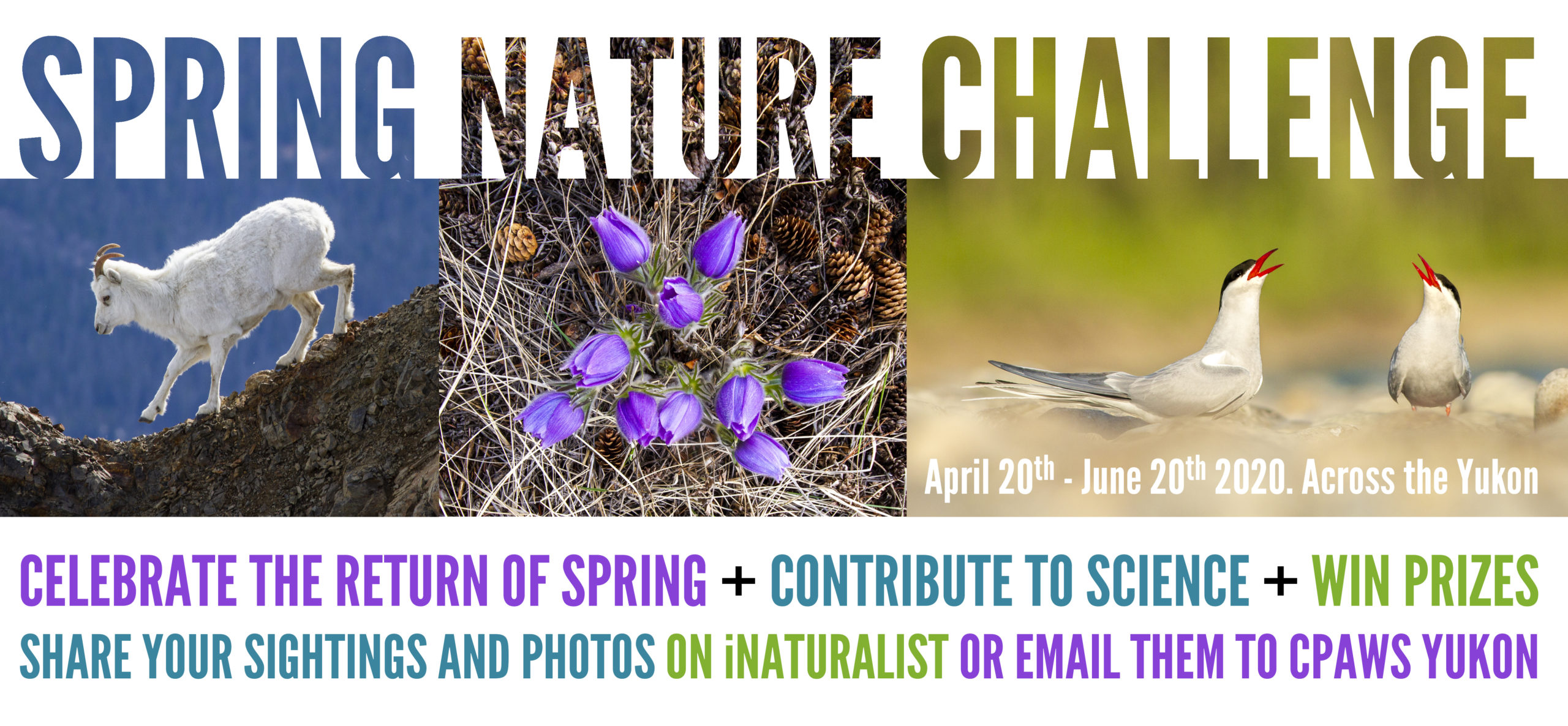 Spring Nature Challenge graphic_Final