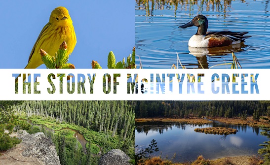 Learn about The Story of McIntyre Creek in our 2020 report summarizing the area’s history, values, and biodiversity!