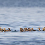 The United States has a new President. What does that mean for the Arctic Refuge?