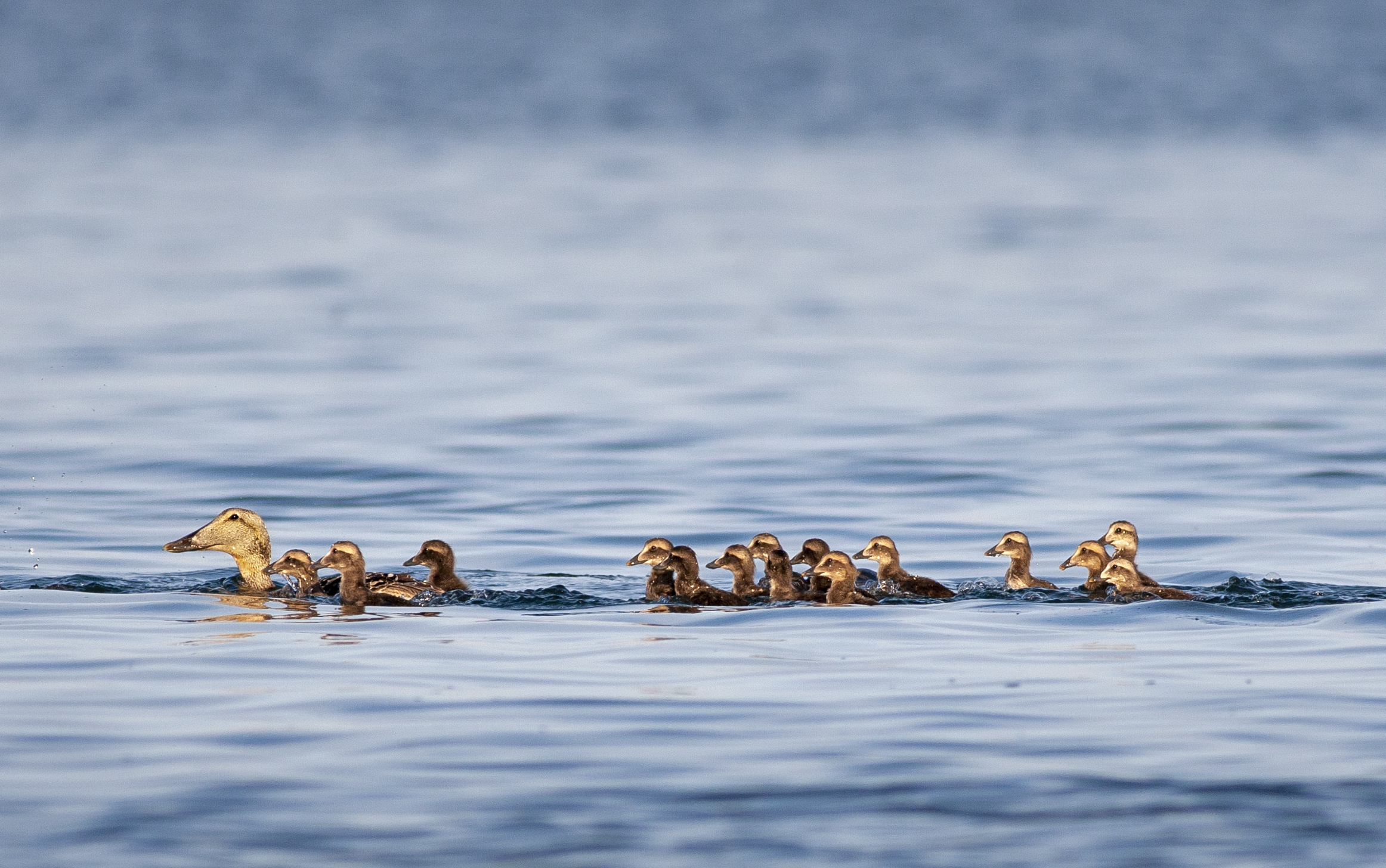 Eider family