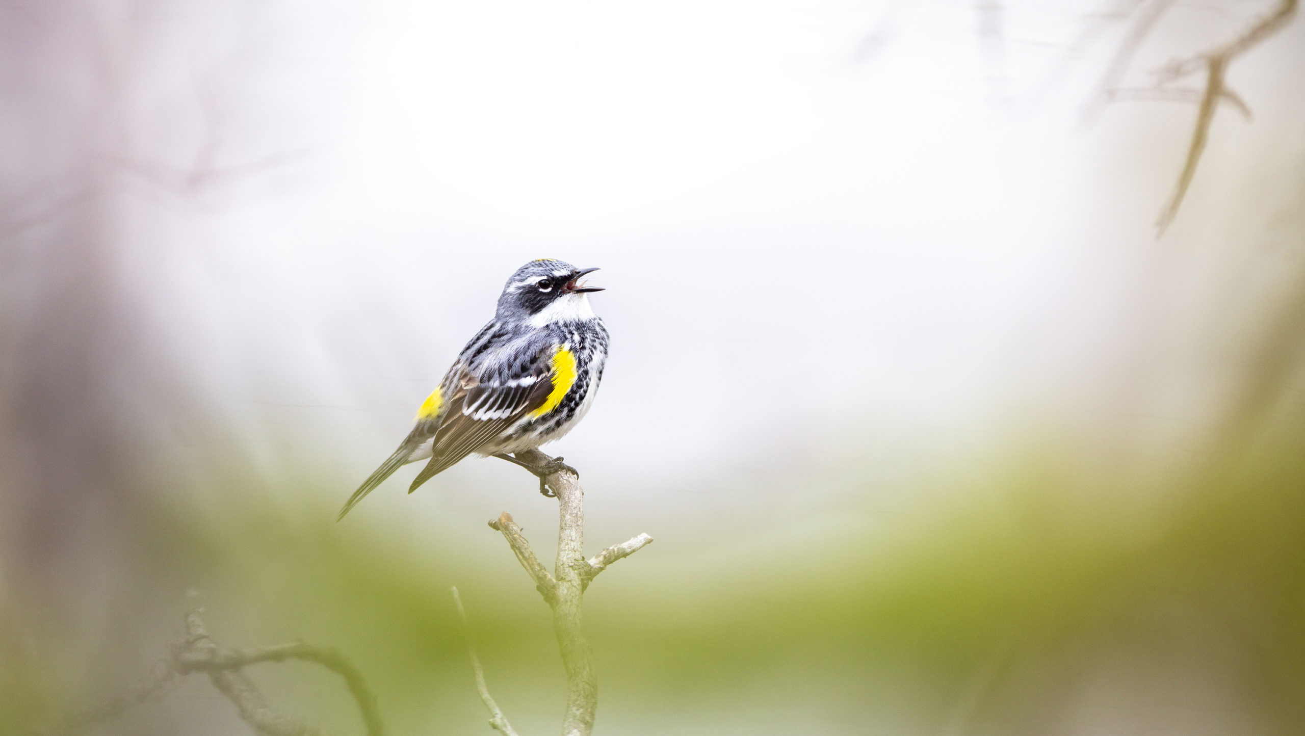 Yellow-rumped Warbler by Malkolm Boothroyd