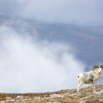 Take A Journey Through The Dawson Region