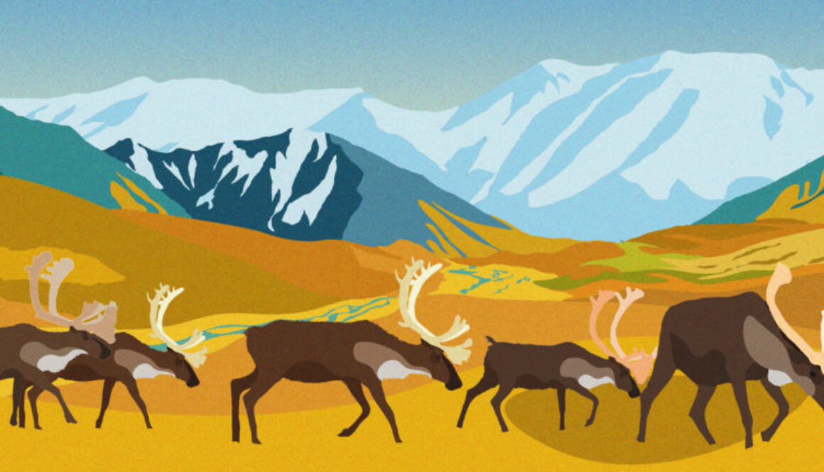 caribou migration_downsized (1)