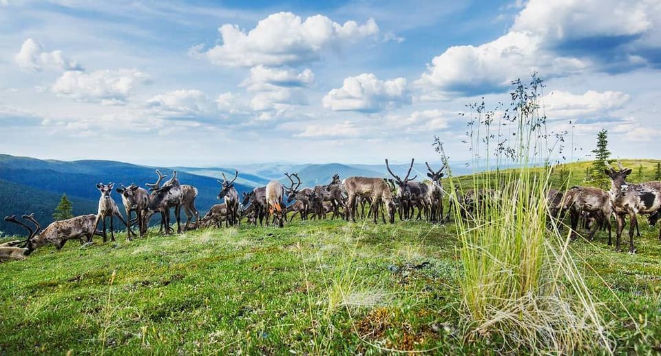 Fortymile Caribou Herd. Photo by Malkolm Boothroyd.