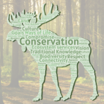 How do we give a voice to the wilderness?