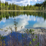 Many species tolerate the existing roads in McIntyre Creek. Why is CPAWS Yukon opposing a new road?