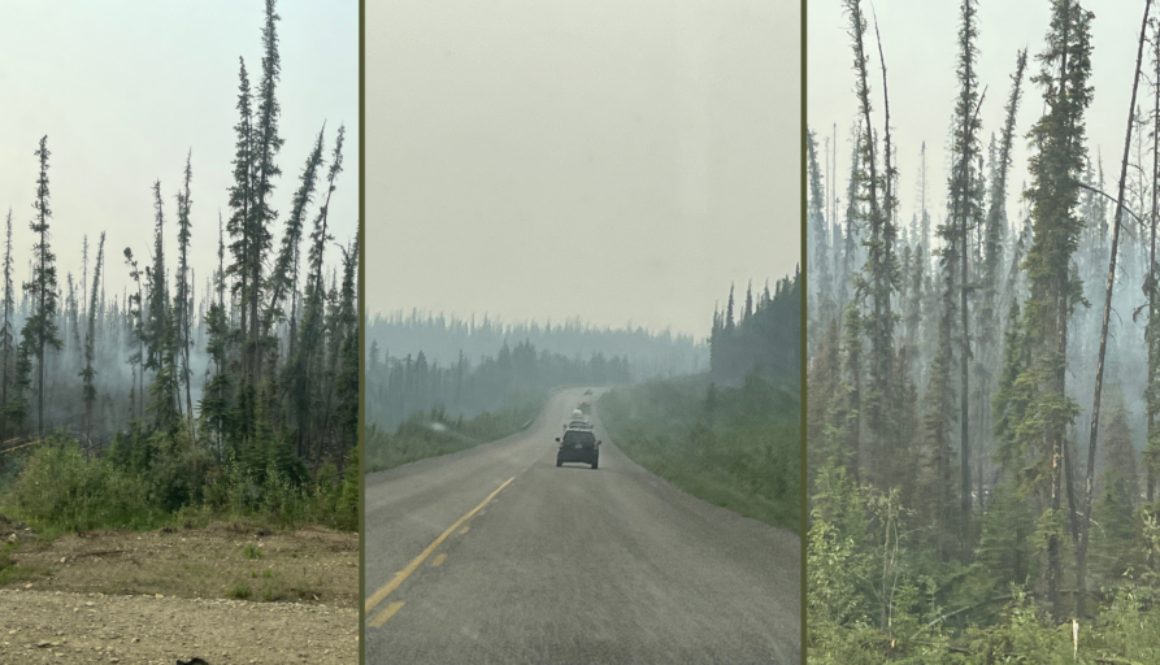 Is this the face of climate change in the Yukon?