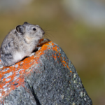Op-Ed: Do endangered species endanger industries?