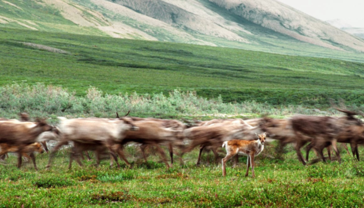 Op-ed we’re taking the U.S. government to court over the Arctic National Wildlife Refuge