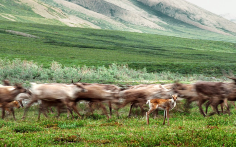 Photo by Ken Madsen, Porcupine caribou migration.