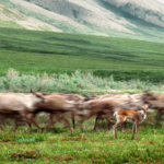 Op-Ed: Why we’re taking the U.S. government to court over the Arctic National Wildlife Refuge