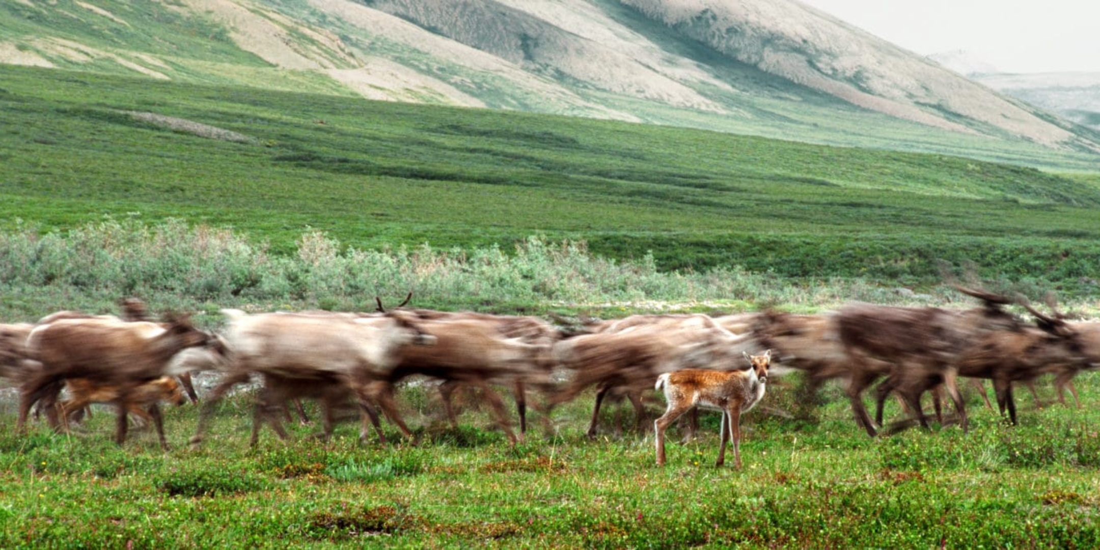Op-ed we’re taking the U.S. government to court over the Arctic National Wildlife Refuge