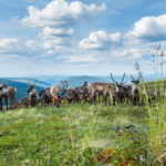 Op-Ed: Yukon at a crossroads with Fortymile caribou herd