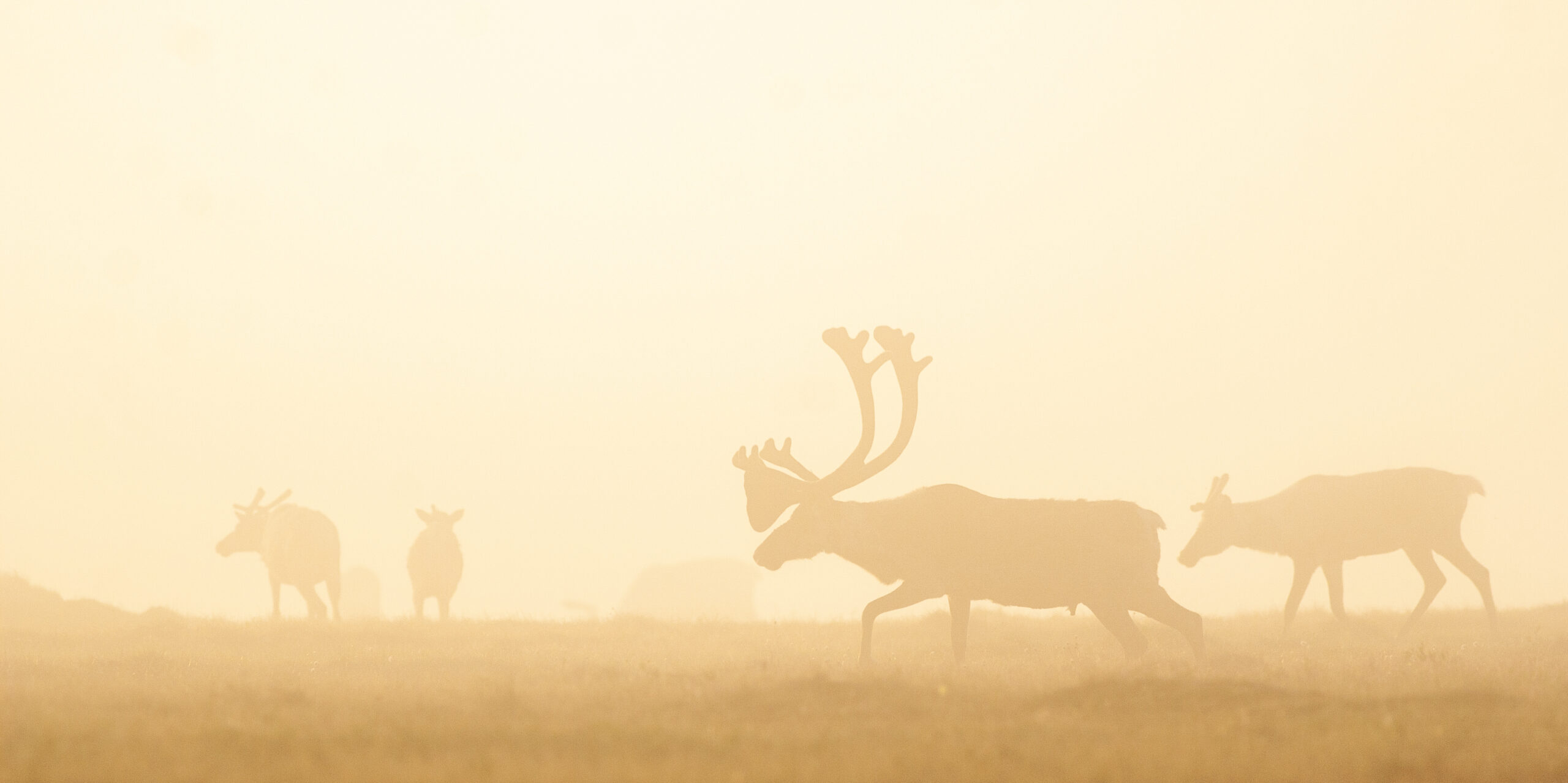 Caribou in fog-2 (2)