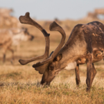 Leases Have Been Canceled In The Arctic Refuge–Now What?