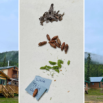 Connecting to the Land Through Plants