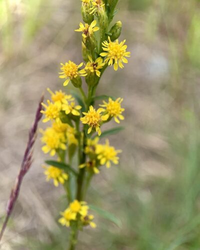 Close-up of goldenrod plant, showing multiple yellow flowers.