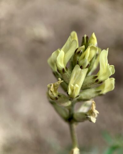 Close-up of locoweed in bloom with pale yellow flowers.