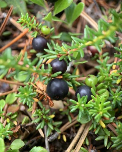 Close-up of forest floor with crowberries plant and 4 fruits on top of old pine needles.