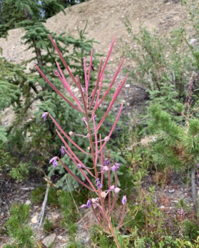 Top of a fireweed plant with thin, pink capsules that contain seeds.