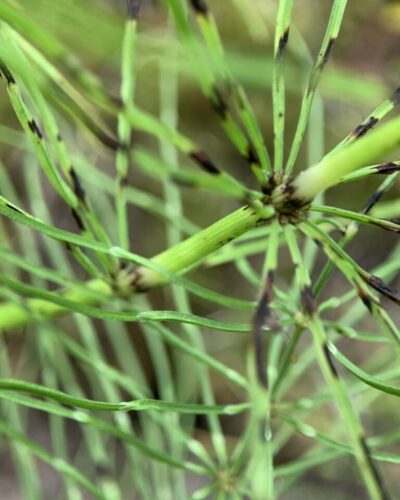 Close-up of horsetail plant, showing leaf and branches growing around the stem.