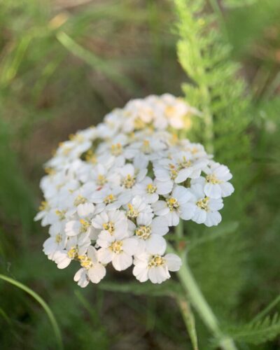 Close-up of flowering yarrow, showing top of plant with mat of white flowers with a yellow centre.