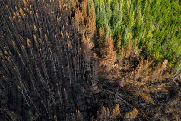 Aerial view of a forest near Mayo, showing burned, red, and bare trees, with a small patch of green forest remaining. Photo by Bethany Paquette.