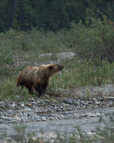 A grizzly bear stands on a gravel bar along the Wind River, sniffing the air.