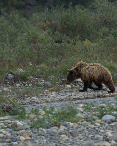 Walking along the gravel bar, another bear forages for food.