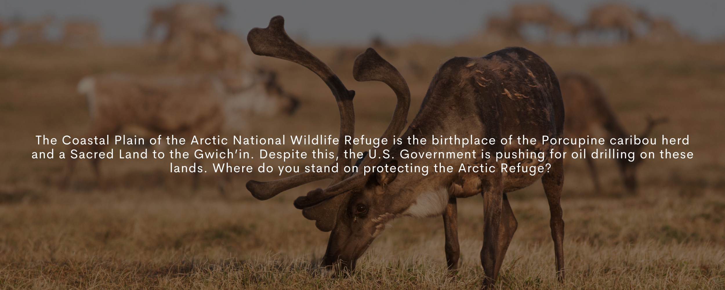 2025 Federal Election Question - caribou