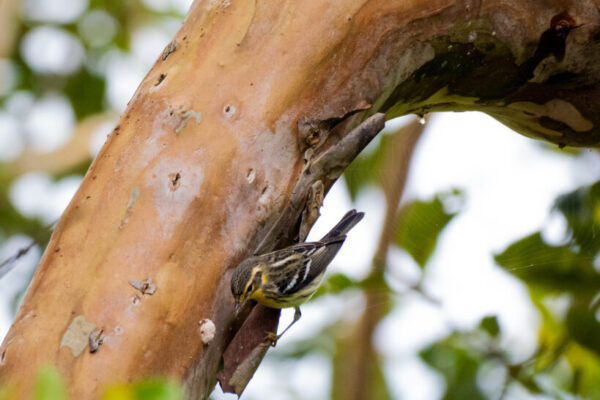 From Canada to Colombia: Birds, Belonging, and Big Flight Lessons