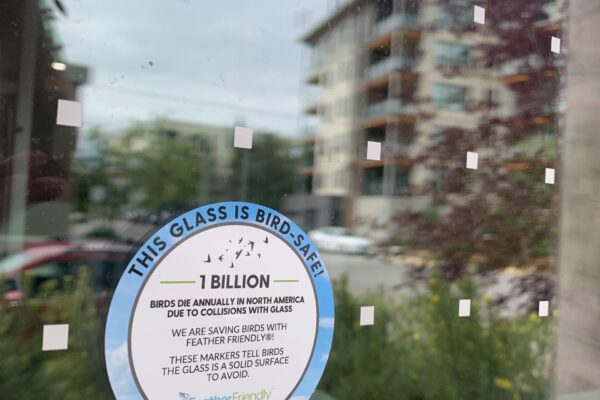 Bird dots on the CPAWS Yukon office windows, Kwanlin Dün First Nation and the Ta’an Kwäch’än Council traditional territory. Photo by Paula Gomez Villalba.