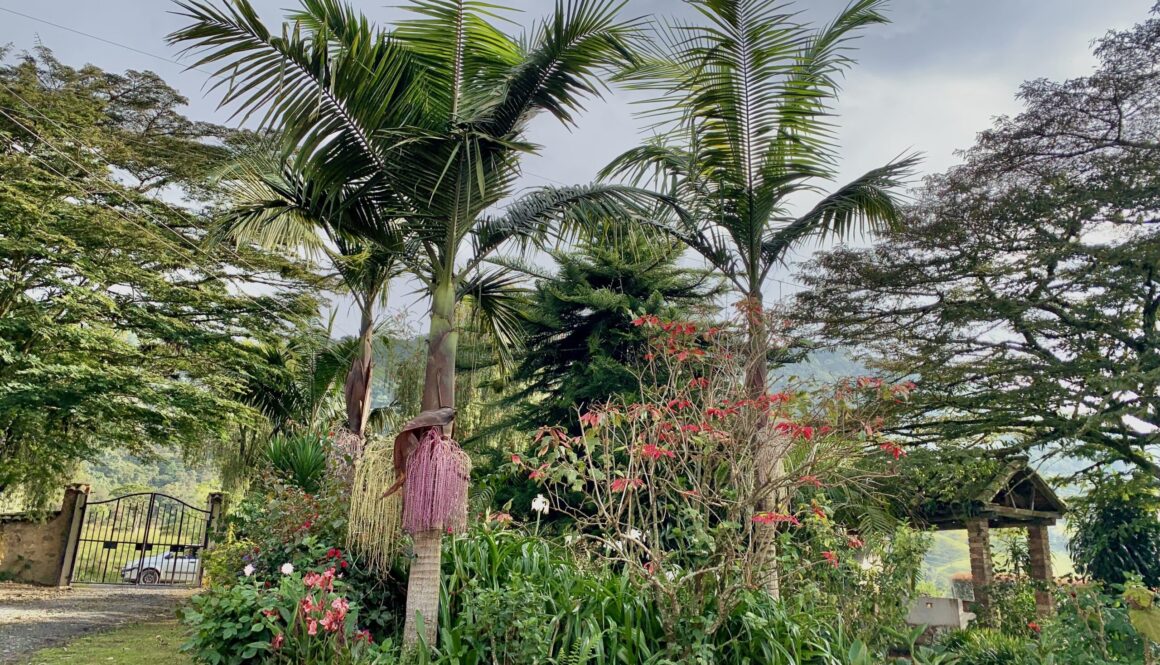 From Canada to Colombia: Birds, Belonging, and Big Flight Lessons