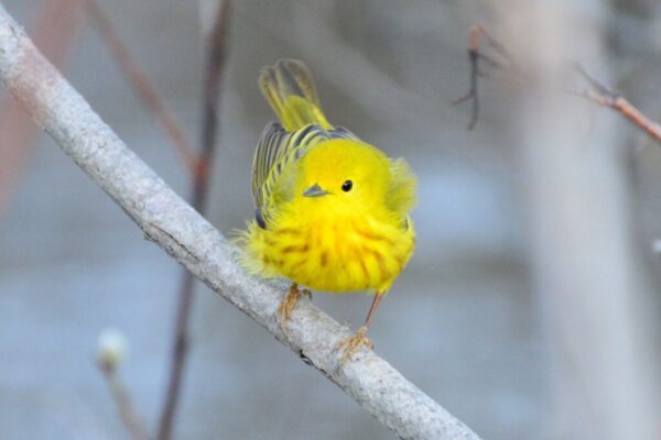 Puffy yellow warbler in Chasàn Chuà (McIntyre Creek), Kwanlin Dün First Nation and the Ta’an Kwäch’än Council traditional territory. Photo by Alex Oberg.