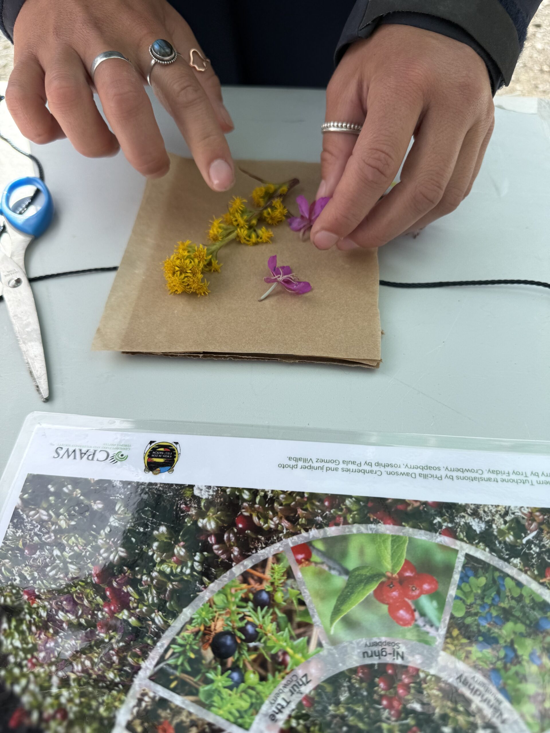 Plant Pressing Workshop 2025 -1